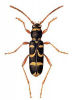 +bug+insect+pest+Wasp+Beetle+ clipart