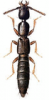 +bug+insect+pest+Xantholinus+ clipart
