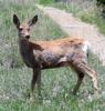 +animal+Cervidae+Mule+deer+photo+ clipart