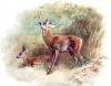 +animal+Cervidae+Roe+deer+illustration+ clipart