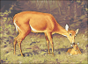 +animal+Cervidae+maternal+love+deer+ clipart