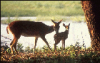 +animal+Cervidae+mother+and+fawn+ clipart
