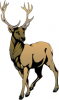 +animal+Cervidae+stag+2+ clipart