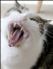 +feline+animal+Cat+yawning+ clipart