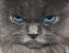 +feline+animal+cat+Himalayan+blue+eyes+ clipart