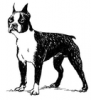 +animal+canine+canid+Boston+Terrier+2+ clipart