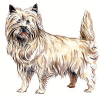 +animal+canine+canid+Cairn+Terrier+ clipart