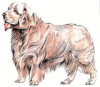+animal+canine+canid+Clumber+Spaniel+ clipart