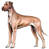 +animal+canine+canid+Great+Dane+ clipart