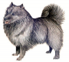 +animal+canine+canid+Keeshond+ clipart