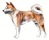 +animal+canine+canid+Malamute+ clipart