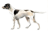 +animal+canine+canid+Pointer+ clipart