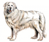+animal+canine+canid+Pyrenean+Mountain+Dog+ clipart