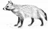 +animal+canine+canid+Raccoon+like+Dog+Nyctereutes+procyonides+ clipart