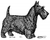 +animal+canine+canid+Scotch+terrier+drawing+ clipart