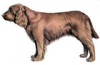 +animal+canine+canid+Sussex+Spaniel+ clipart