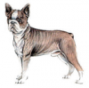 +animal+canine+canid+dog+Boston+Terrier+ clipart