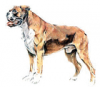 +animal+canine+canid+dog+Boxer+2+ clipart