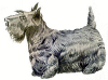 +animal+canine+canid+dog+Scotch+Terrier+ clipart