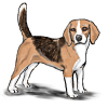 +animal+canine+canid+dog+beagle+standing+ clipart