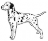 +animal+canine+canid+dog+cartoon+dalmatian+standing+ clipart