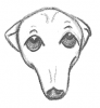 +animal+canine+canid+dog+cartoon+outline+greyhound+sad+ clipart