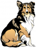 +animal+canine+canid+dog+collie+sitting+ clipart