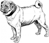 +animal+canine+canid+dog+pug+drawing+ clipart