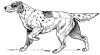 +animal+canine+canid+setter+ clipart