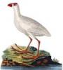 +animal+extinct+Lord+Howe+Swamphen+ clipart