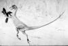 +animal+extinct+Ornitholestes+ clipart