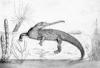+animal+extinct+Phytosaur+ clipart