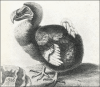 +animal+extinct+bird+dodo+bird+1626+ clipart