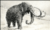 +animal+extinct+wooly+mammoth+ clipart