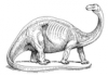+extinct+dinosaur+jurassic+Brontosaurus+ clipart