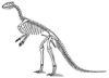 +extinct+dinosaur+jurassic+Hypsilophodon+Hypsilophodon+foxii+skeleton+ clipart