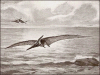 +extinct+dinosaur+jurassic+Pteranodon+2+ clipart