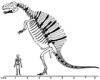 +extinct+dinosaur+jurassic+Spinosaurus+skeleton+scale+ clipart