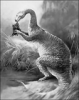 +extinct+dinosaur+jurassic+magalosaurus+ clipart