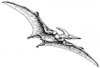 +extinct+dinosaur+jurassic+pterodactyl+ clipart