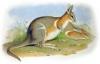 +extinct+mammal+animal+Crescent+Nail+tail+Wallaby+Onychogalea+lunata+ clipart