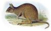 +extinct+mammal+animal+Eastern+Hare+wallaby+ clipart