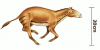 +extinct+mammal+animal+Eohippus+tiny+horse+ancestor+ clipart
