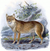 +extinct+mammal+animal+Falkland+Island+Fox+ clipart