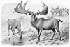 +extinct+mammal+animal+Irish+elk+Megaloceros+giganteus+ clipart