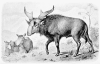 +extinct+mammal+animal+Sivatherium+w+young+ clipart