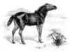 +extinct+mammal+animal+Tarpan+Equus+ferus+ferus+ clipart