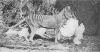 +extinct+mammal+animal+Tasmanian+Tiger+1921+ clipart