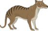 +extinct+mammal+animal+Thylacine+clipart+ clipart