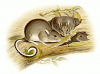 +extinct+mammal+animal+White+footed+rabbit+rat+Conilurus+albipes+ clipart